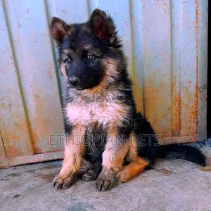1-3 months Male Purebred German Shepherd