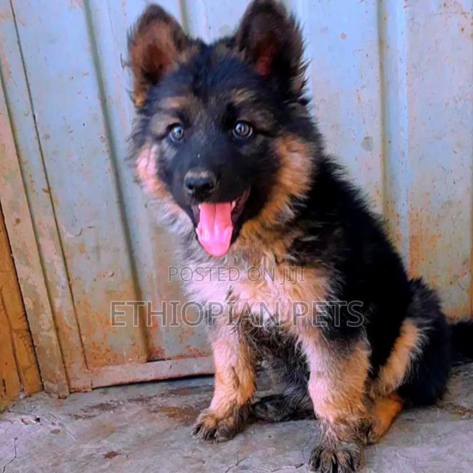 1-3 months Male Purebred German Shepherd