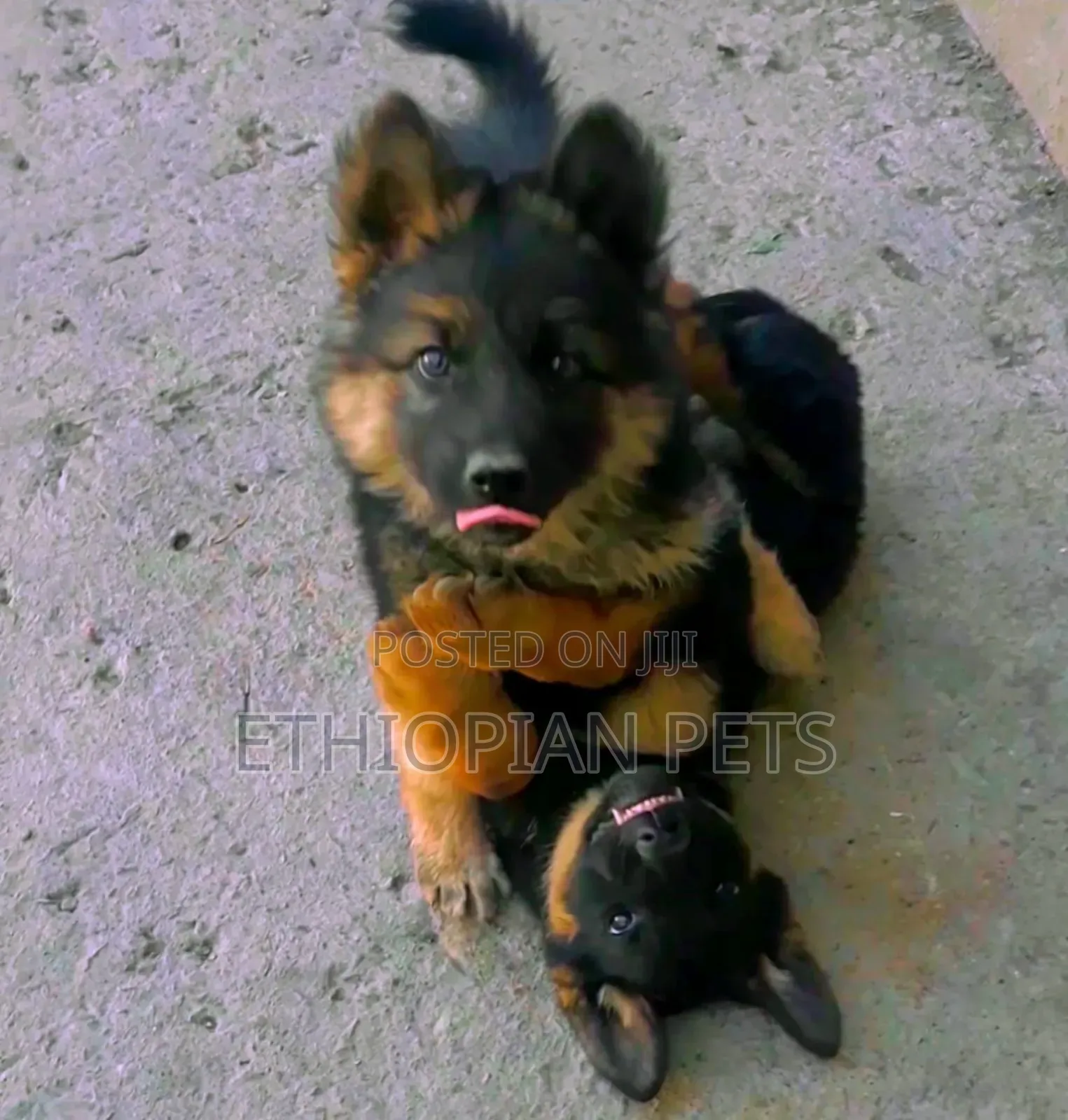 1-3 months Male Purebred German Shepherd