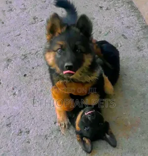 1-3 months Male Purebred German Shepherd