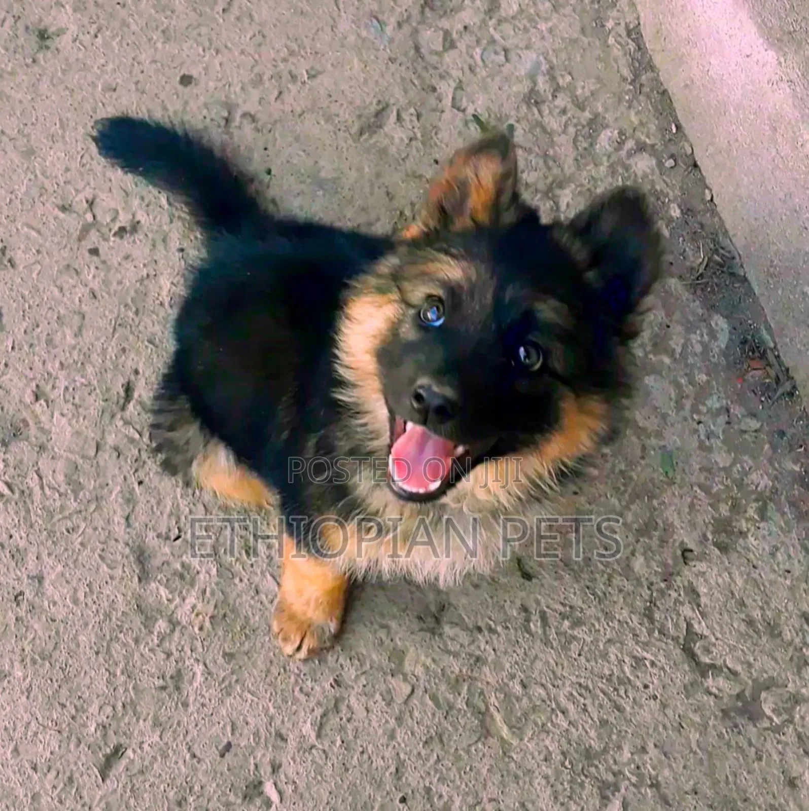 1-3 months Male Purebred German Shepherd