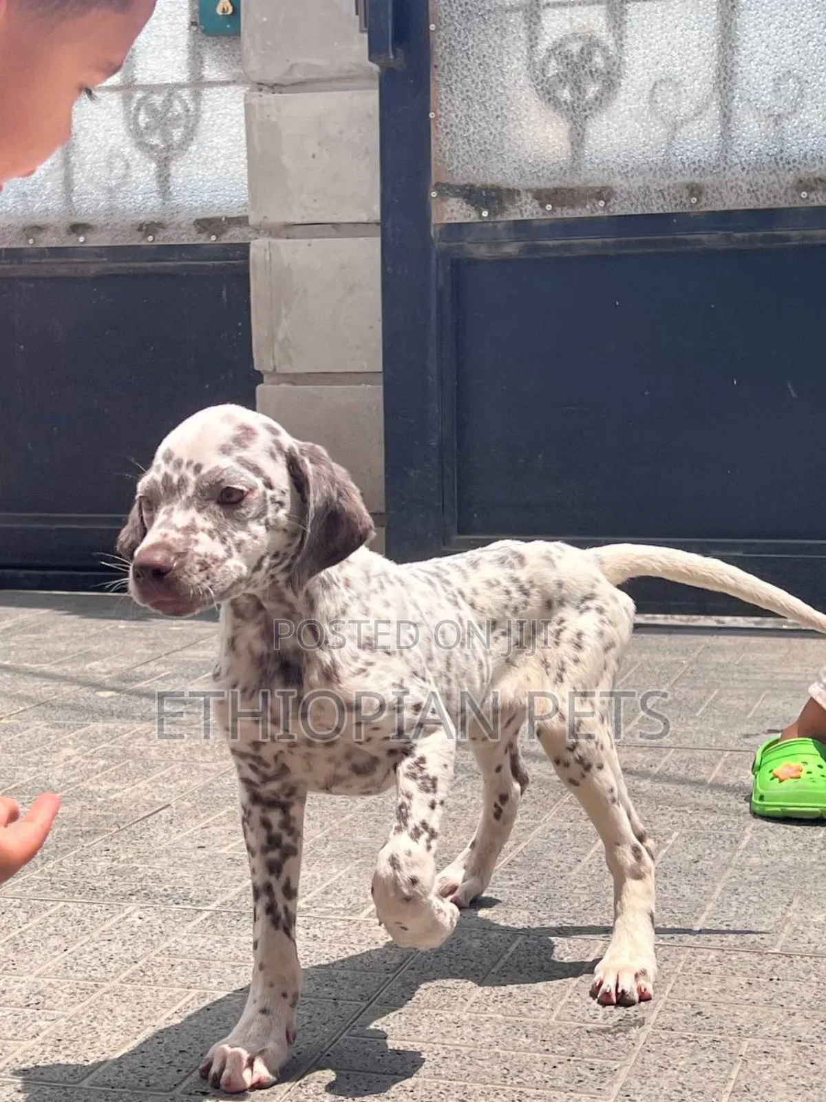1-3 months Male Purebred Dalmatian