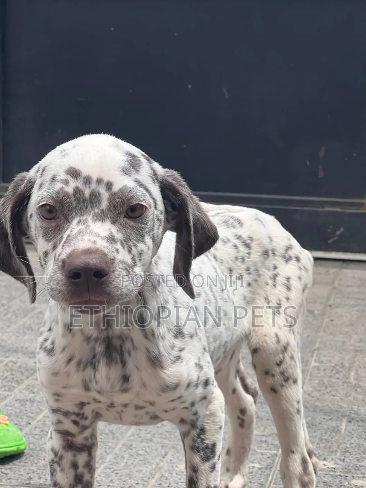 1-3 months Male Purebred Dalmatian