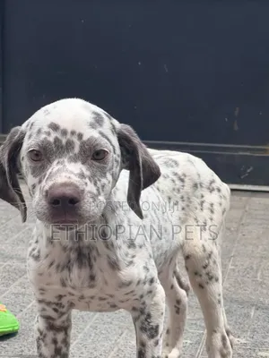 1-3 months Male Purebred Dalmatian