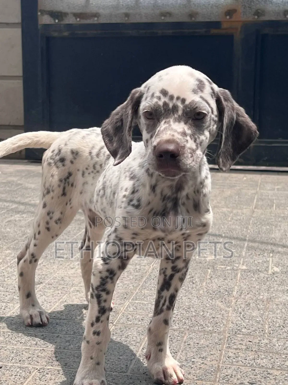 1-3 months Male Purebred Dalmatian