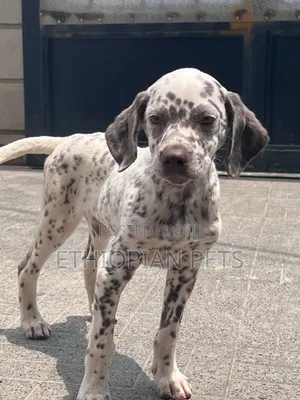 1-3 months Male Purebred Dalmatian