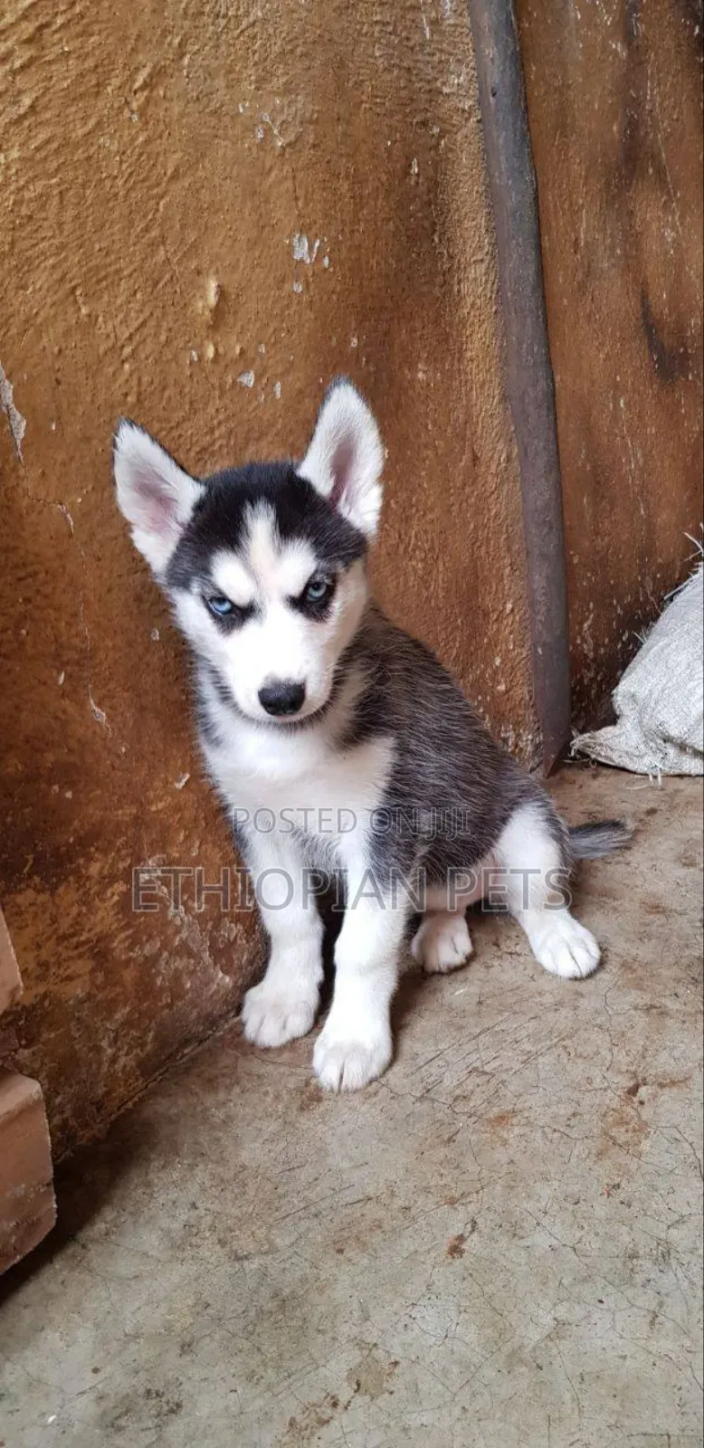 1-3 months Male Purebred Siberian Husky