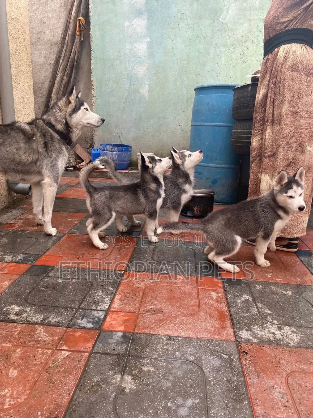1-3 months Male Purebred Siberian Husky