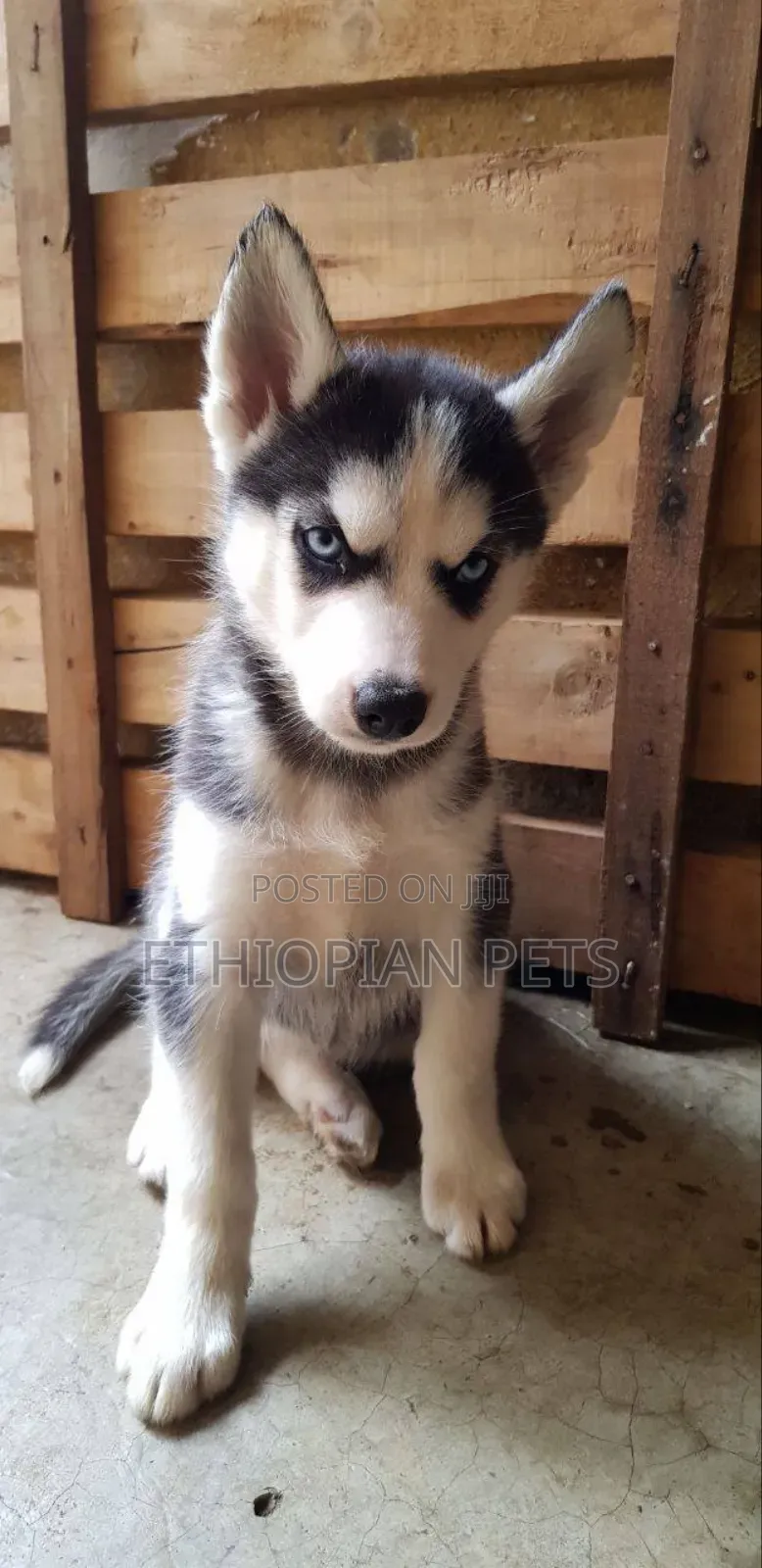 1-3 months Female Purebred Siberian Husky