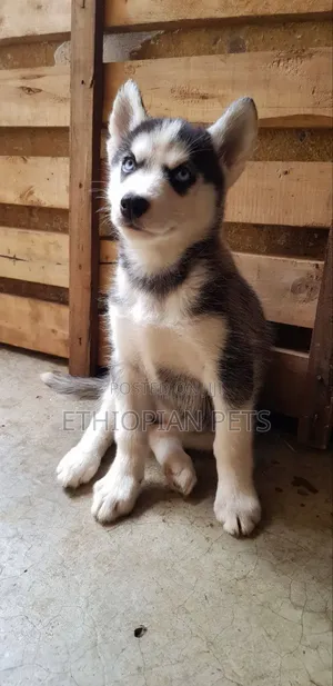 1-3 months Female Purebred Siberian Husky