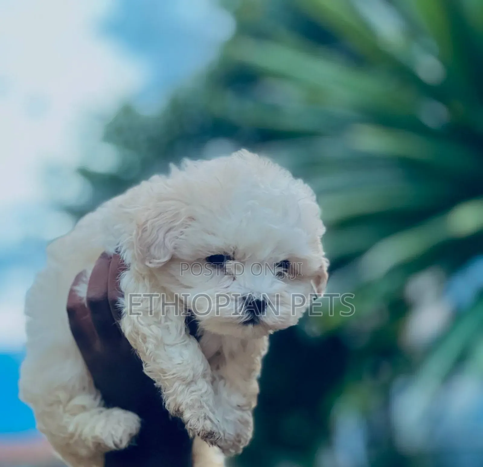 1-3 months Male Purebred Maltese
