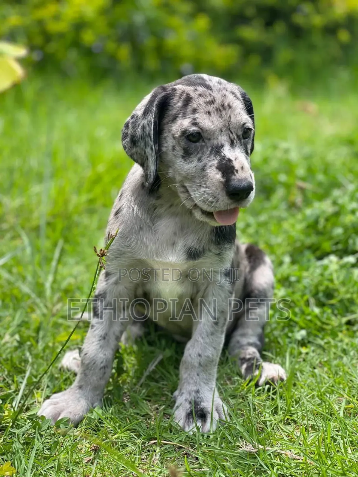 1-3 months Female Purebred Great Dane