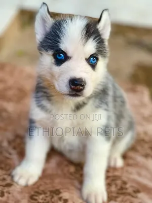 1-3 months Male Purebred Siberian Husky