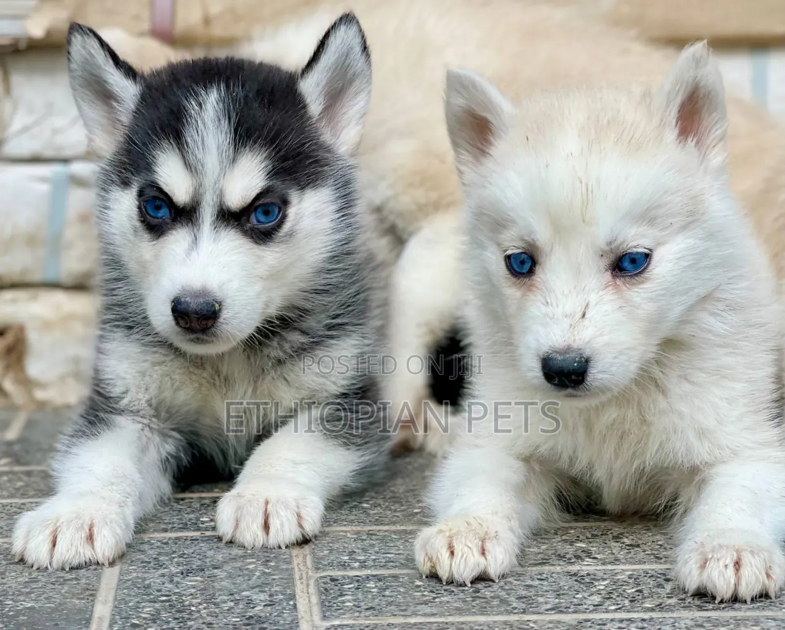 1-3 months Male Purebred Siberian Husky
