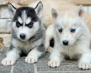 1-3 months Male Purebred Siberian Husky
