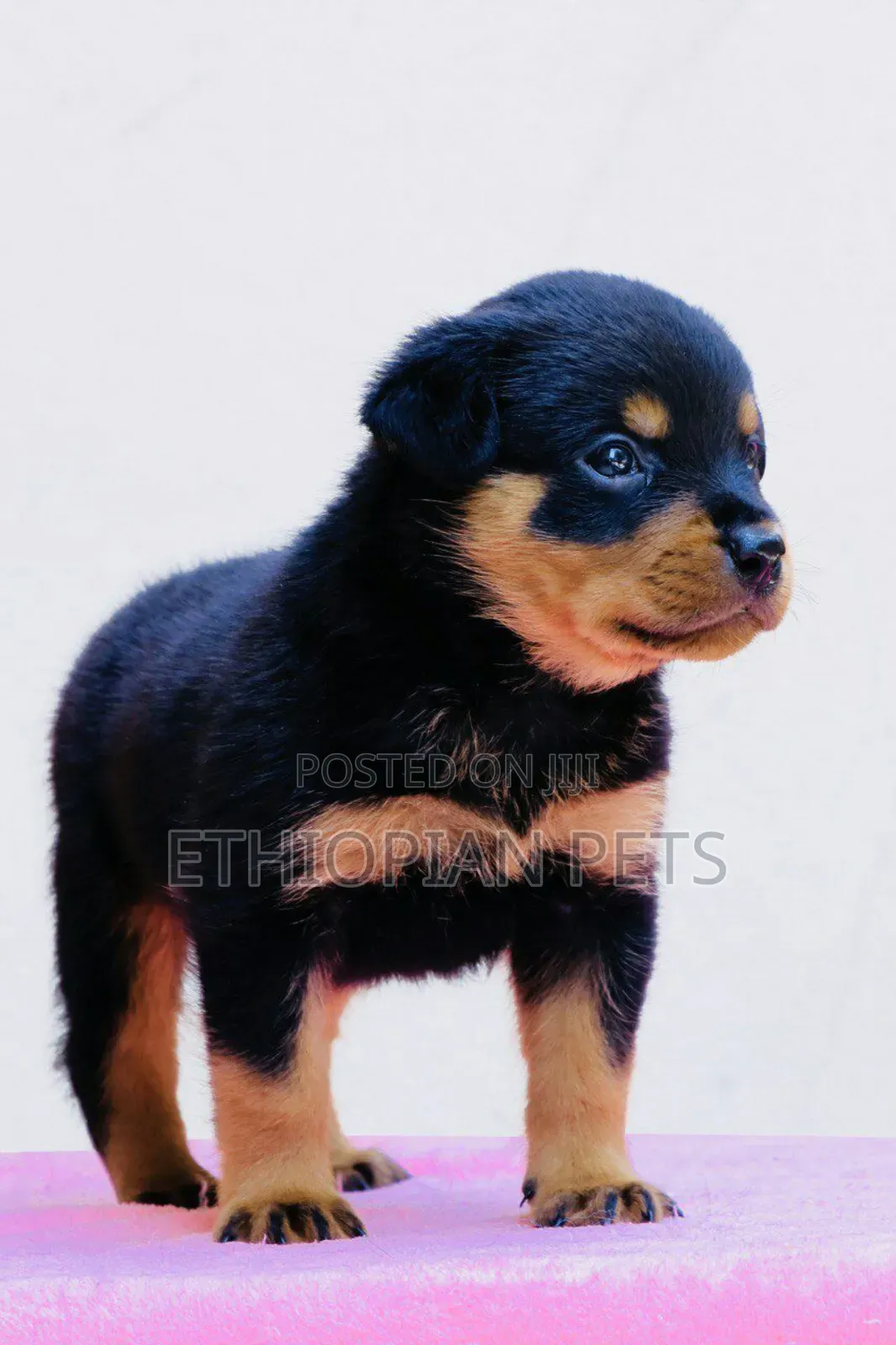 1-3 months Male Purebred Rottweiler