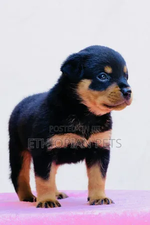 1-3 months Male Purebred Rottweiler