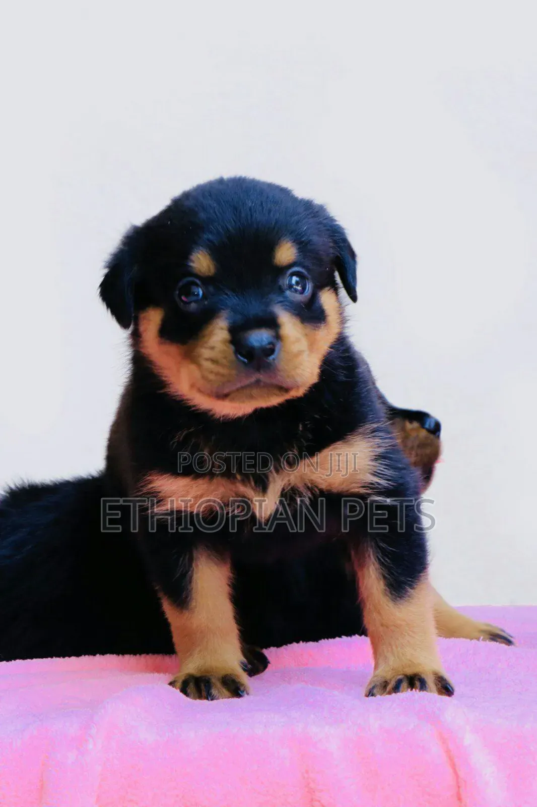 1-3 months Male Purebred Rottweiler