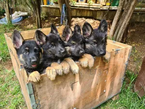 1-3 months Male Purebred German Shepherd