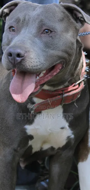 1-3 months Male Purebred American Pit Bull Terrier