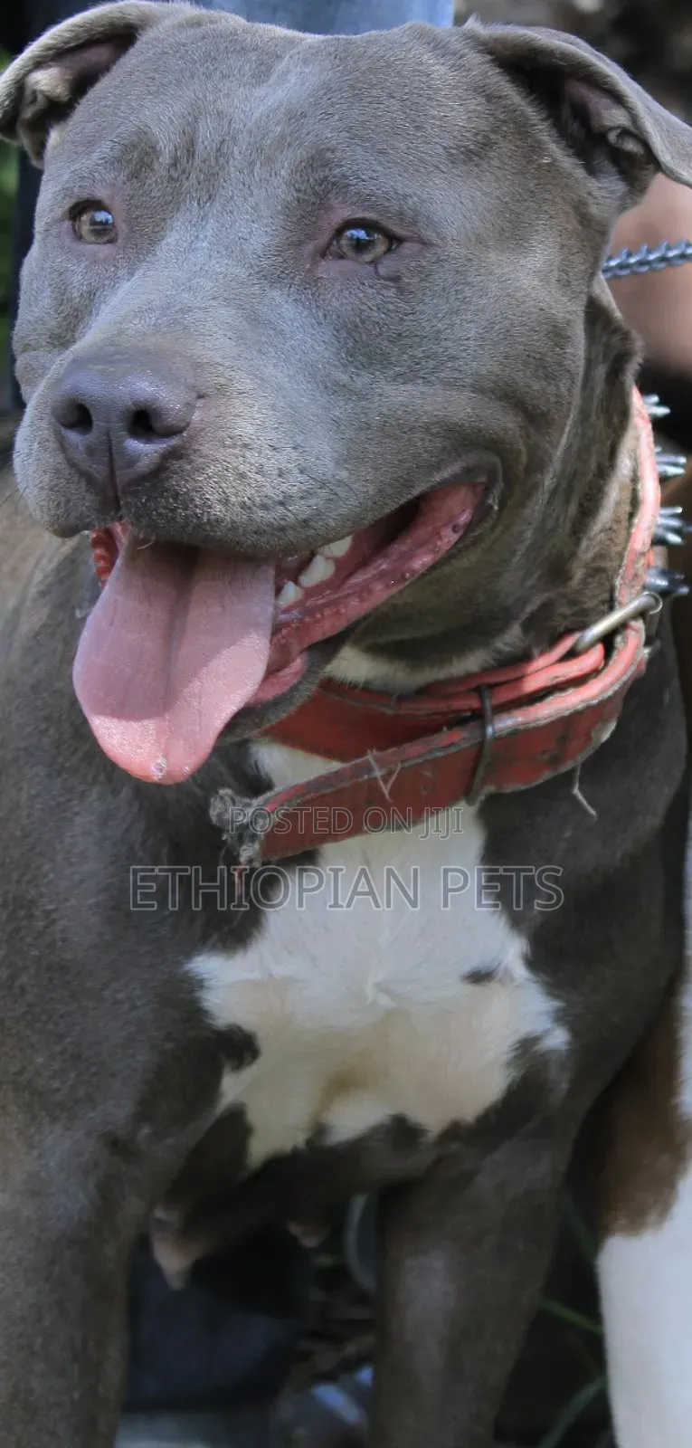 1-3 months Male Purebred American Pit Bull Terrier