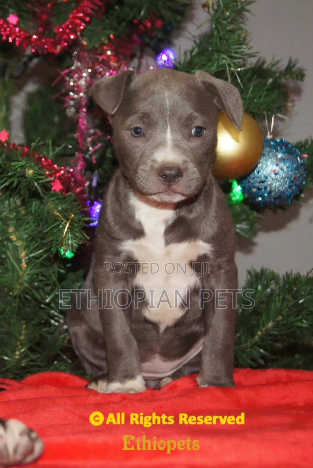 1-3 months Male Purebred American Pit Bull Terrier