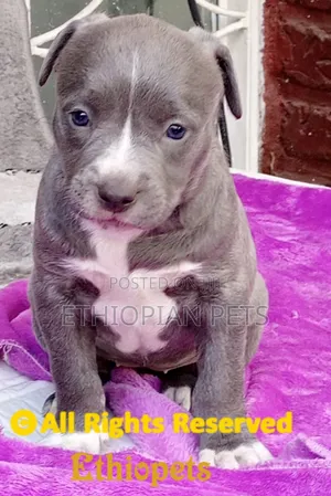 1-3 months Male Purebred American Pit Bull Terrier