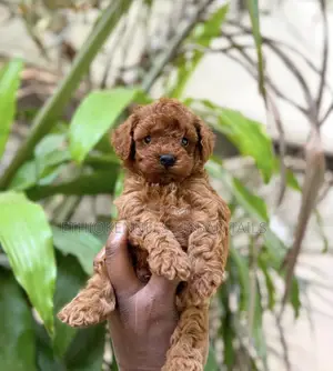1-3 months Male Purebred Poodle