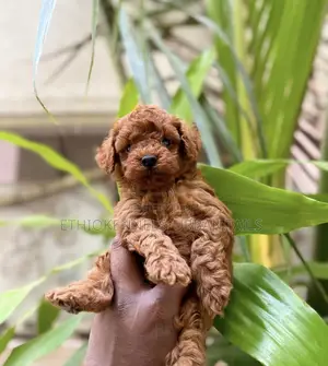 1-3 months Male Purebred Poodle