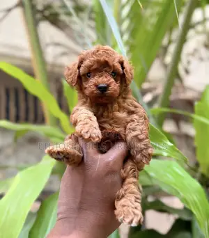 1-3 months Male Purebred Poodle