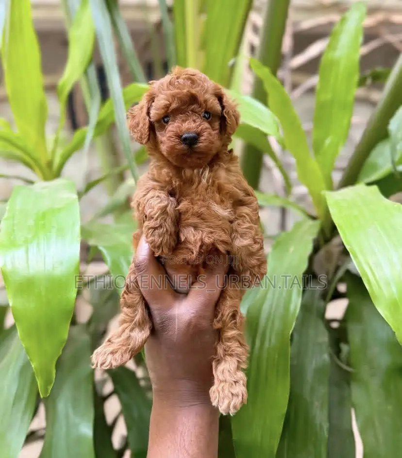 1-3 months Male Purebred Poodle