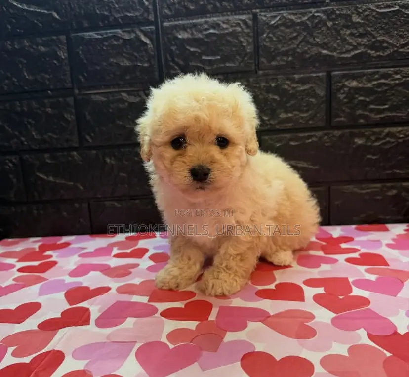 1-3 months Male Purebred Maltese