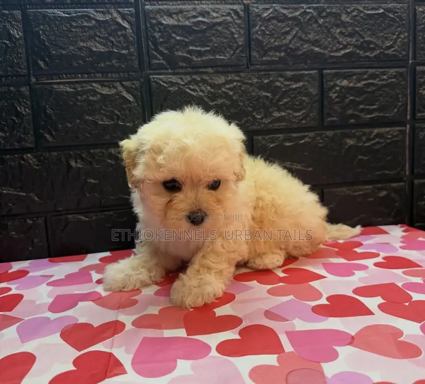 1-3 months Male Purebred Maltese
