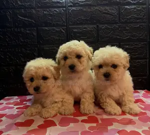 1-3 months Male Purebred Maltese