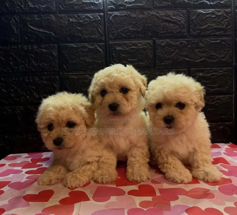 1-3 months Male Purebred Maltese