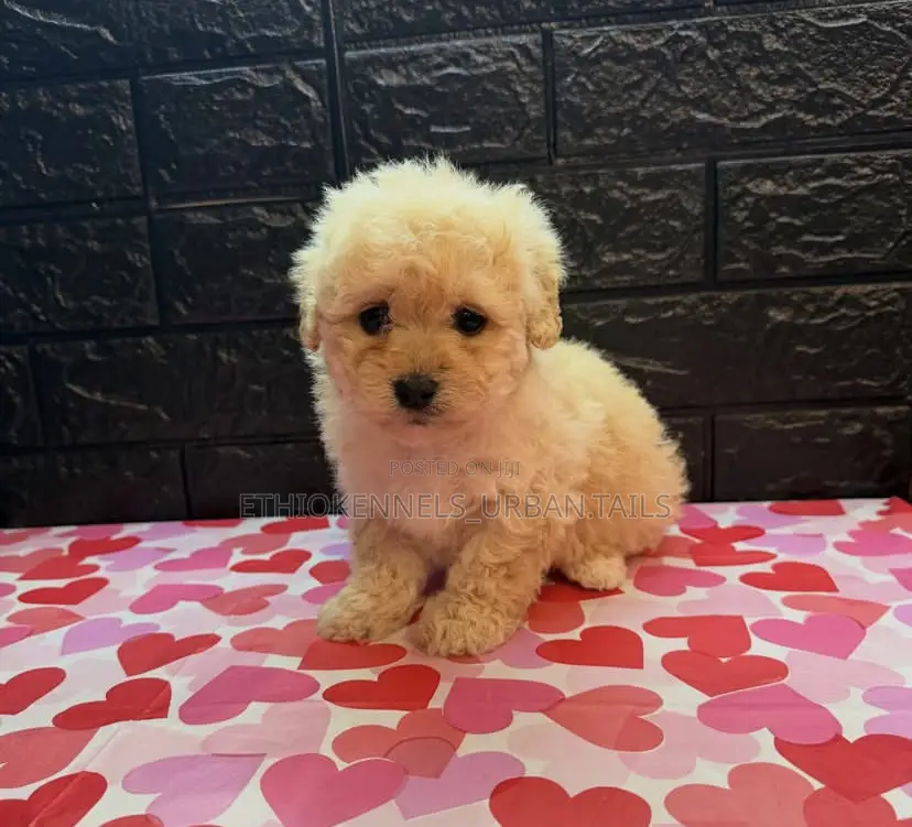 1-3 months Male Purebred Maltese