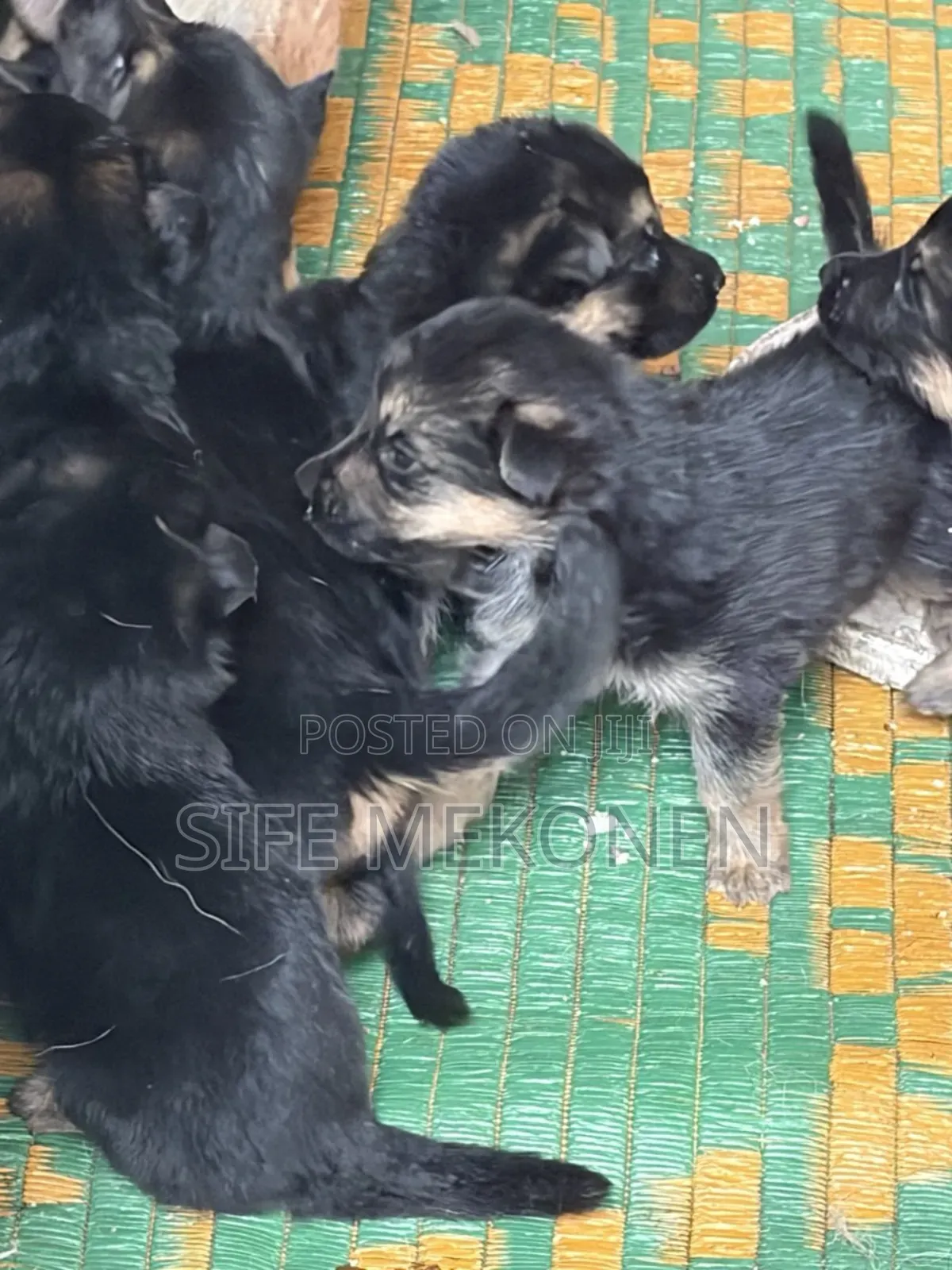 1-3 months Male Purebred German Shepherd