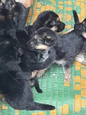 1-3 months Male Purebred German Shepherd