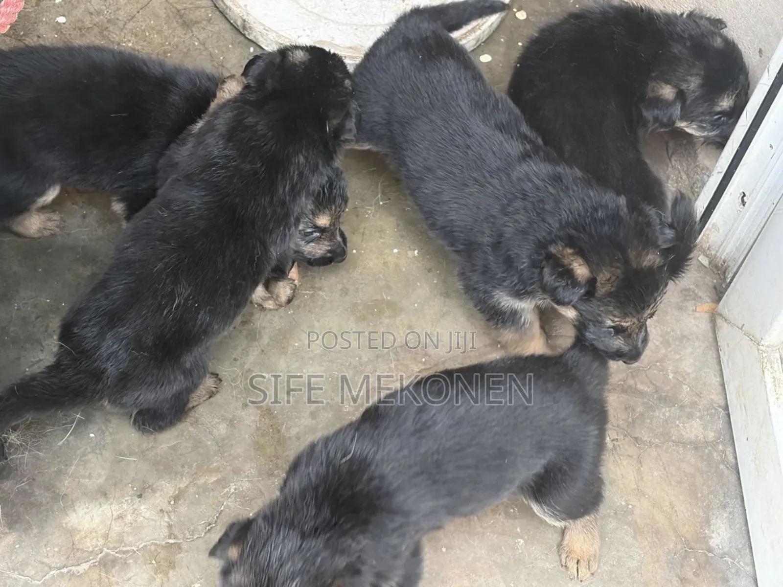 1-3 months Male Purebred German Shepherd