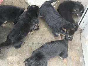 1-3 months Male Purebred German Shepherd