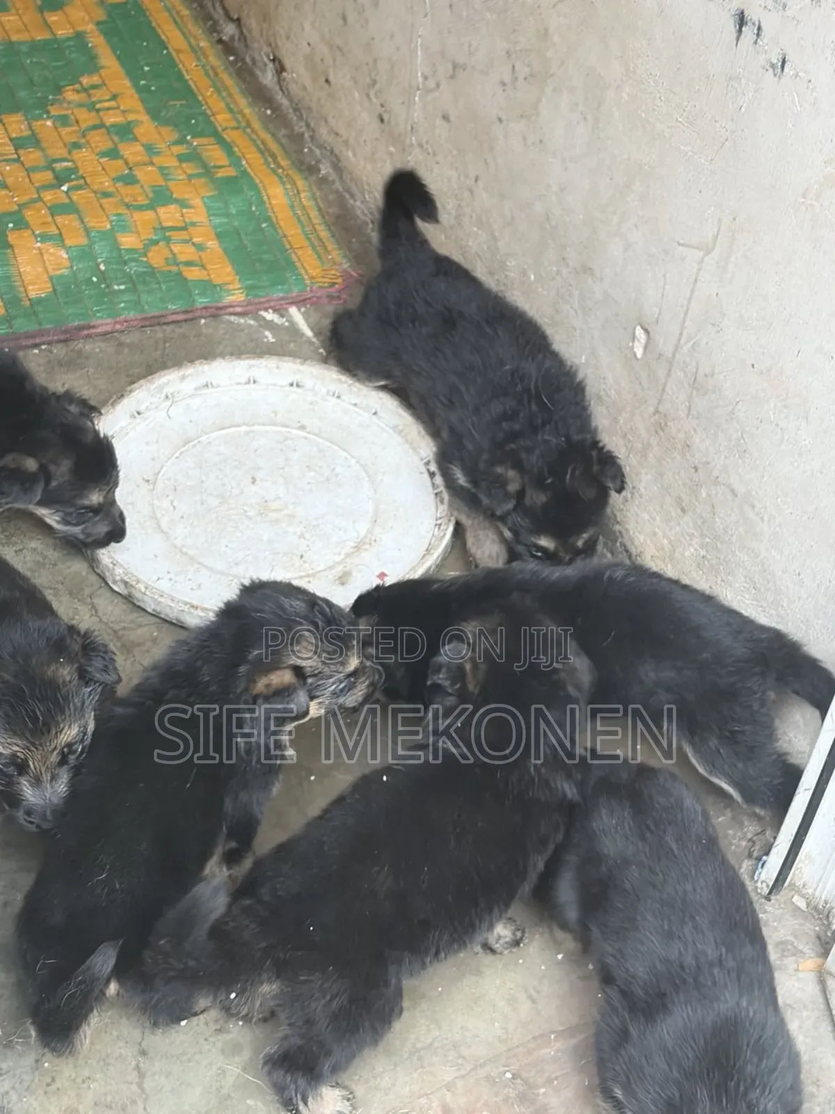 1-3 months Male Purebred German Shepherd