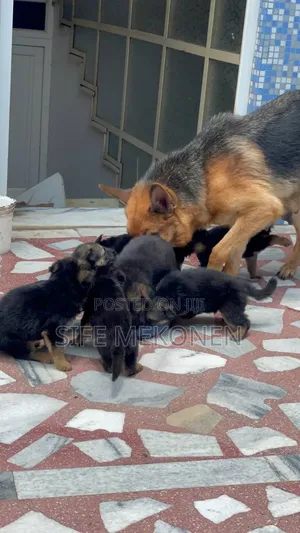 1-3 months Male Purebred German Shepherd