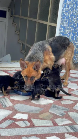 1-3 months Male Purebred German Shepherd