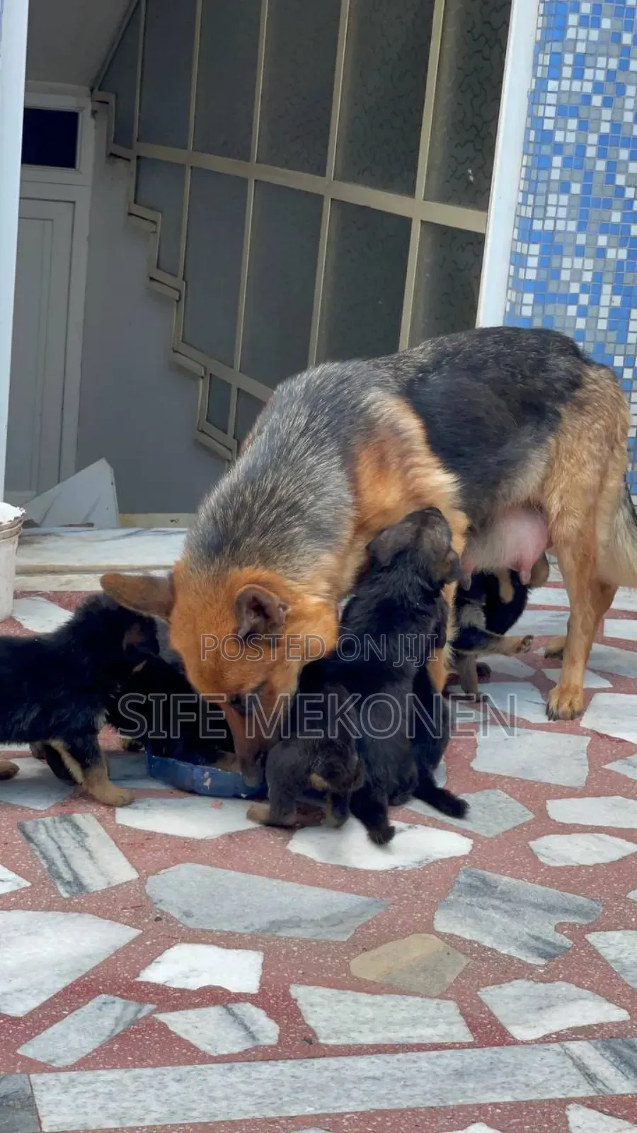 1-3 months Male Purebred German Shepherd