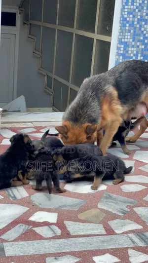 1-3 months Male Purebred German Shepherd