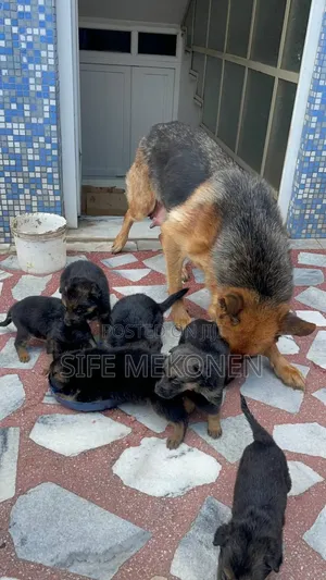 1-3 months Male Purebred German Shepherd