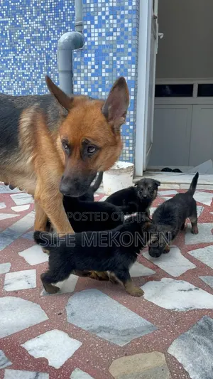 1-3 months Male Purebred German Shepherd