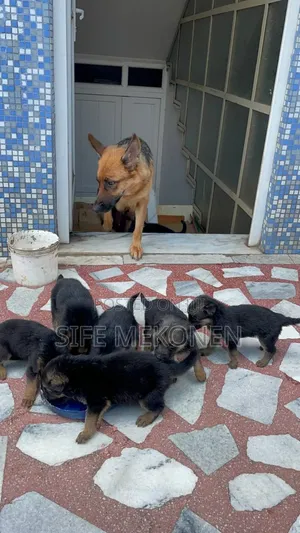 1-3 months Male Purebred German Shepherd