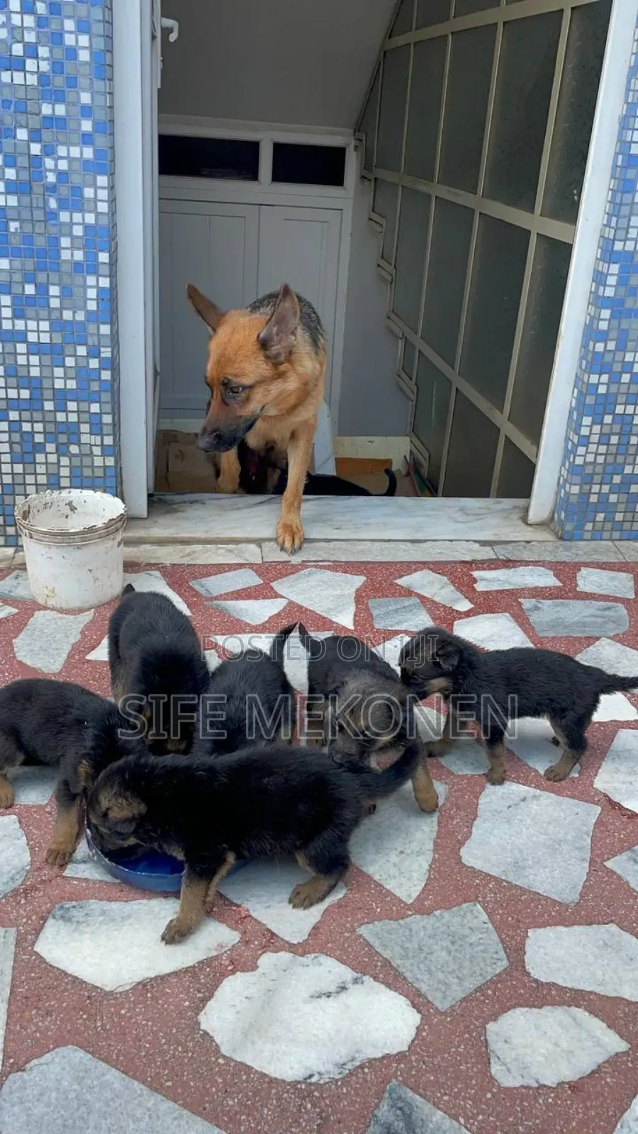 1-3 months Male Purebred German Shepherd