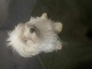 1-3 months Female Purebred Maltese